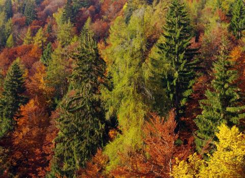 I Colori dell'Autunno