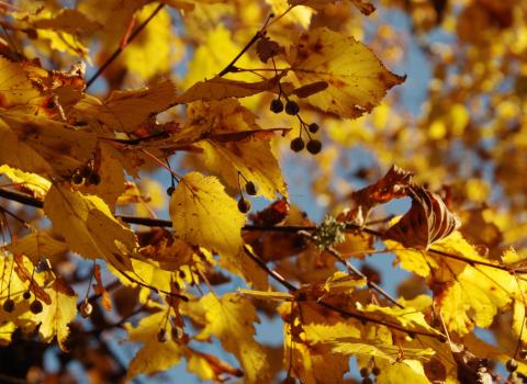I Colori dell'Autunno
