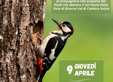 Il mondo dei PICCHI