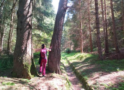 Voci dal bosco