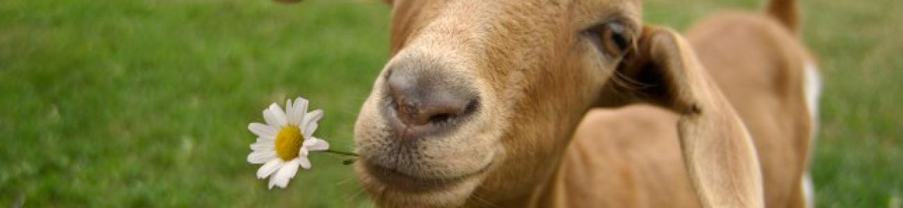 Piccolo allevamento e biodiversità