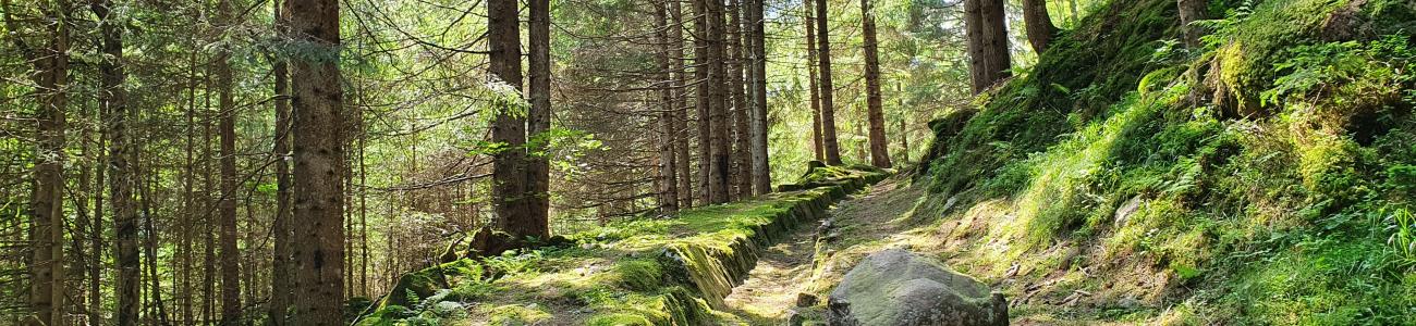 Voci dal bosco