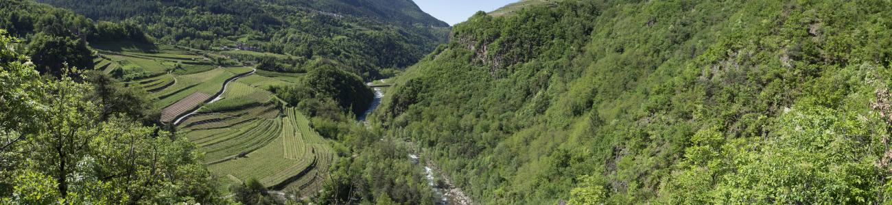 Paesaggi di vite